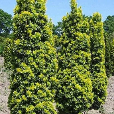 Тис ДАВИД ягодный  Тис ДАВИД ягодный в Красноярске