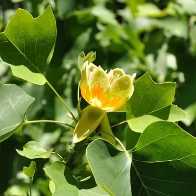 ЛИРИОДЕНДРОН тюльпанный  ЛИРИОДЕНДРОН тюльпанный в Красноярске