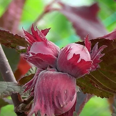 Фундук КАРДИНАЛ в Красноярске