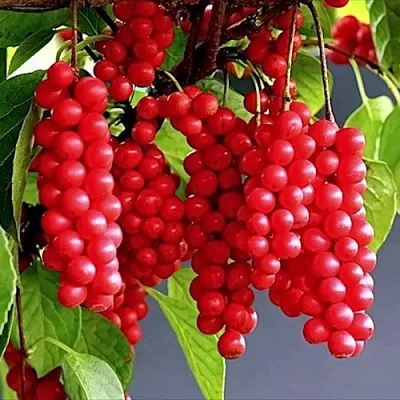 Лимонник САДОВЫЙ 1 китайский   Лимонник САДОВЫЙ 1 китайский  в Красноярске