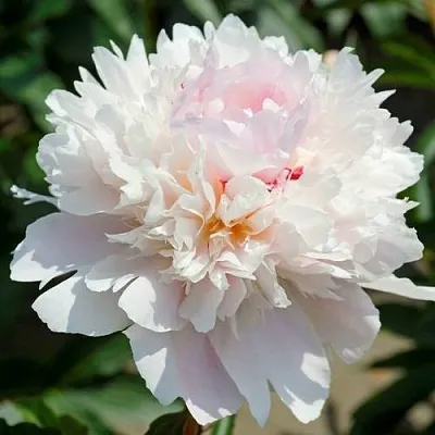 Пион АЛЕРТИ травянистый  Пион АЛЕРТИ травянистый в Красноярске