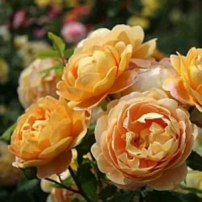 Саженцы роз ГОЛДЕН СЕЛЕБРЕЙШЕН английская  Саженцы роз ГОЛДЕН СЕЛЕБРЕЙШЕН английская в Красноярске