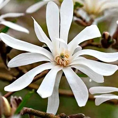 Магнолия СТЕЛЛАТА  Магнолия СТЕЛЛАТА в Красноярске