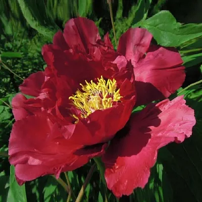 Пион КРАСНЫЙ ЛОТОС древовидный в Красноярске
