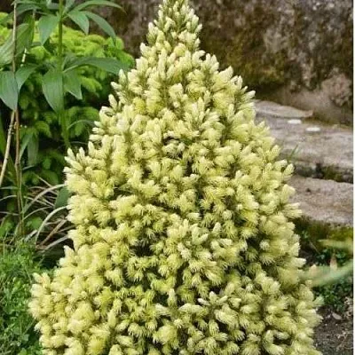 Ель МАЙГОЛД колючая  Ель МАЙГОЛД колючая в Красноярске