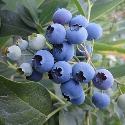 Голубика ЛЕГАЦИЯ  Голубика ЛЕГАЦИЯ в Красноярске