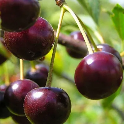 Вишня ЛИВЕНСКАЯ  Вишня ЛИВЕНСКАЯ в Красноярске