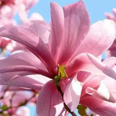 Магнолия ГАЛАКСИ  Магнолия ГАЛАКСИ в Красноярске