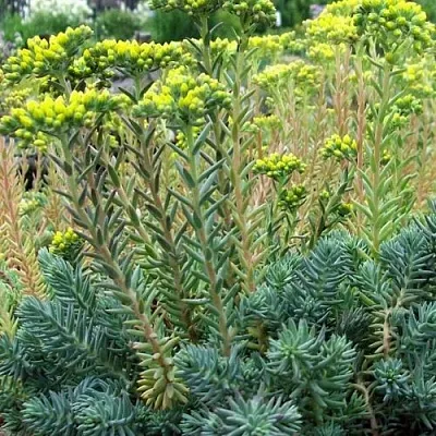 Очиток (седум) отогнутый  Очиток (седум) отогнутый в Красноярске