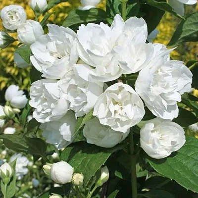 Жасмин махровый  Жасмин махровый в Красноярске