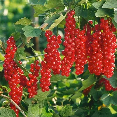 Смородина красная РУДНЕУС  Смородина красная РУДНЕУС в Красноярске