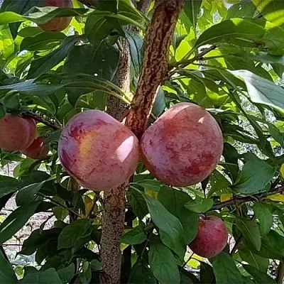 Плуот ГЕО ПРАЙД  Плуот ГЕО ПРАЙД в Красноярске