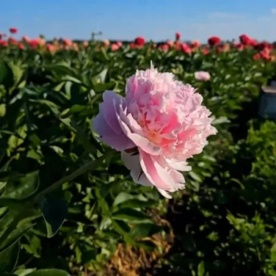 Пион ИМПЕРАТОРСКАЯ НАЛОЖНИЦА древовидный в Красноярске