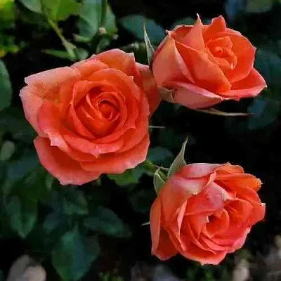 Саженцы роз ОРАНЖ ДЖЕВЕЛ миниатюрная  Саженцы роз ОРАНЖ ДЖЕВЕЛ миниатюрная в Красноярске