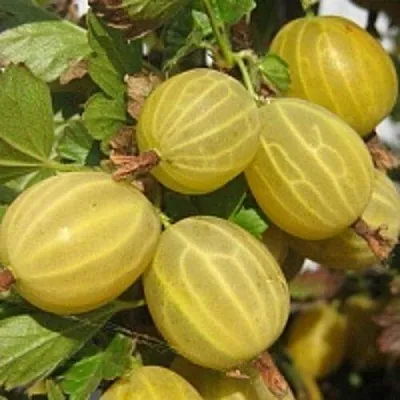 Крыжовник КУРШУ ДЗИНТАРС  Крыжовник КУРШУ ДЗИНТАРС в Красноярске