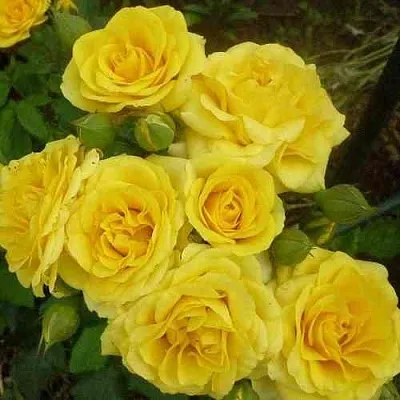 Саженцы роз ЕЛЛОУ БЭЙБИ спрей  Саженцы роз ЕЛЛОУ БЭЙБИ спрей в Красноярске