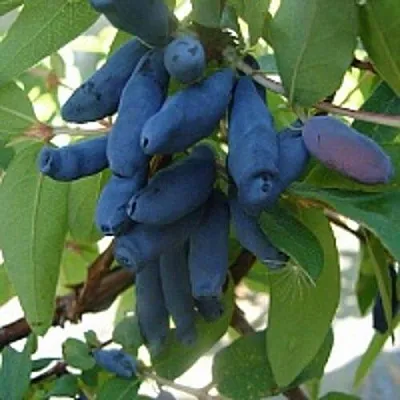 Жимолость съедобная ГОРДОСТЬ БАКЧАРА  Жимолость съедобная ГОРДОСТЬ БАКЧАРА в Красноярске