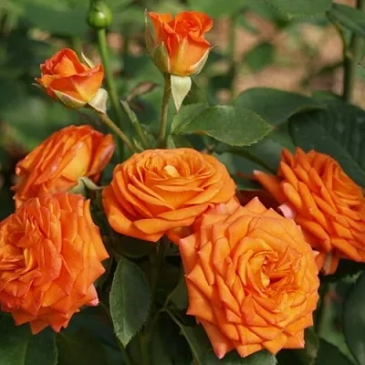 Саженцы роз БЕЙБ спрей  Саженцы роз БЕЙБ спрей в Красноярске