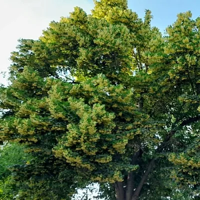 Липа  Липа в Красноярске