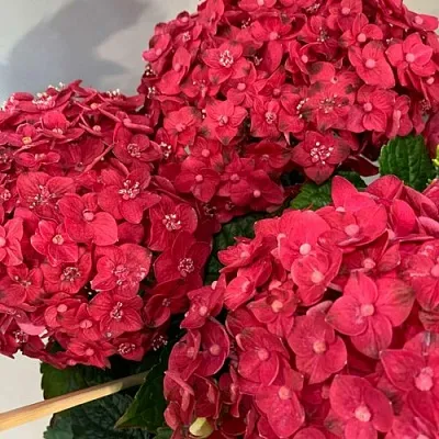 Гортензия ЭНДЛЕСС САММЕР ЛАВ крупнолистная  Гортензия ЭНДЛЕСС САММЕР ЛАВ крупнолистная в Красноярске