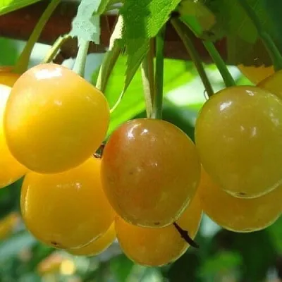 Черешня ЯНТАРНАЯ  Черешня ЯНТАРНАЯ в Красноярске