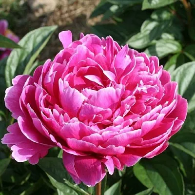 Пион СЕБАСТЬЯН МААС травянистый  Пион СЕБАСТЬЯН МААС травянистый в Красноярске