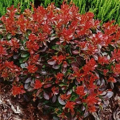 Барбарис КАРМЕН тунберга  Барбарис КАРМЕН тунберга в Красноярске