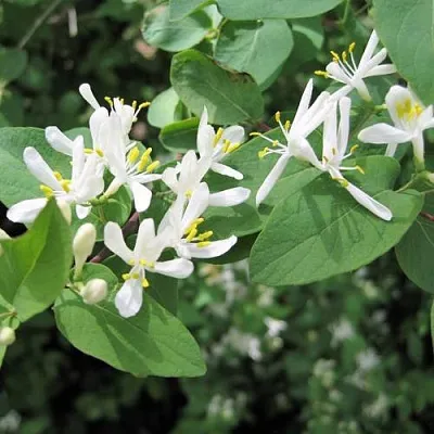 саженцы жимолости саженцы жимолости