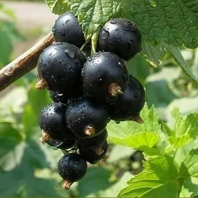 Смородина черная ПИГМЕЙ  Смородина черная ПИГМЕЙ в Красноярске