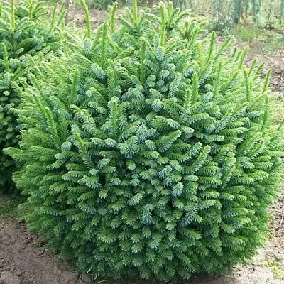 Ель НАНА сербская  Ель НАНА сербская в Красноярске