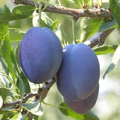 Слива СТЭНЛИ  Слива СТЭНЛИ в Красноярске