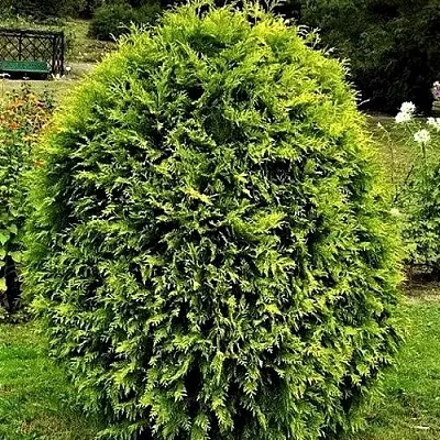 Туя ТИП ТОП западная  Туя ТИП ТОП западная в Красноярске