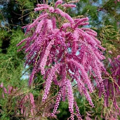 Тамарикс ПИНК КАСКАД  Тамарикс ПИНК КАСКАД в Красноярске