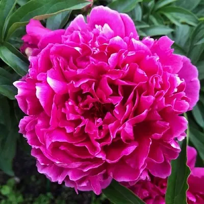 Пион КАРЛ РОЗЕНФЕЛЬД травянистый  Пион КАРЛ РОЗЕНФЕЛЬД травянистый в Красноярске