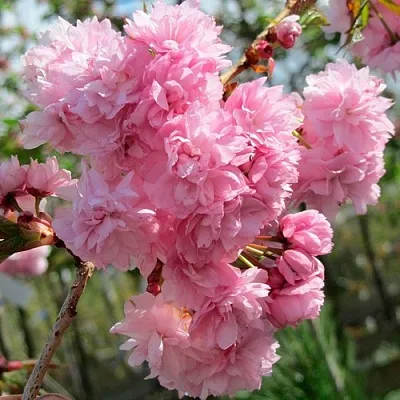 Сакура КИКУ ШИДАРЕ  Сакура КИКУ ШИДАРЕ в Красноярске