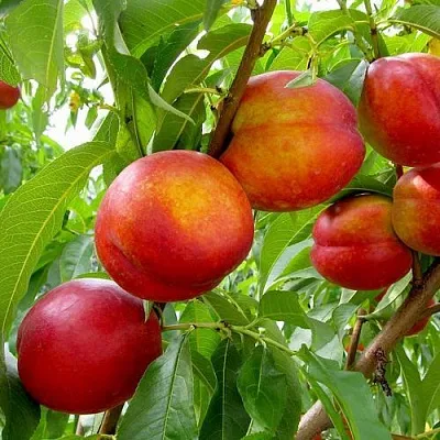 Нектарин ХАРБЛЕЙЗ  Нектарин ХАРБЛЕЙЗ в Красноярске