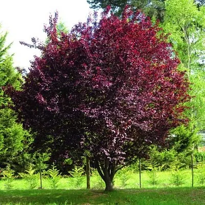 Слива НИГРА растопыреная   Слива НИГРА растопыреная  в Красноярске