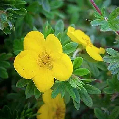 Лапчатка ГОЛДСТАР кустарниковая  Лапчатка ГОЛДСТАР кустарниковая в Красноярске
