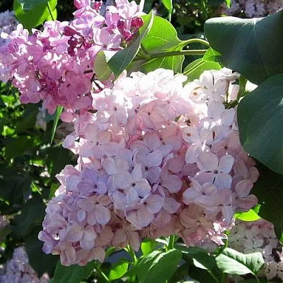 Сирень ГОРТЕНЗИЯ  Сирень ГОРТЕНЗИЯ в Красноярске