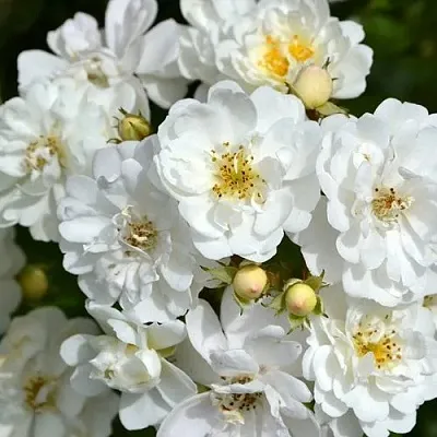 Саженцы роз ГИРЛЯНДА ДЕ АМУР мускусная  Саженцы роз ГИРЛЯНДА ДЕ АМУР мускусная в Красноярске