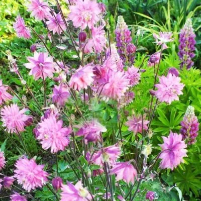 Аквилегия БАРЛОУ ПИНК гибрид МакКаны в Красноярске