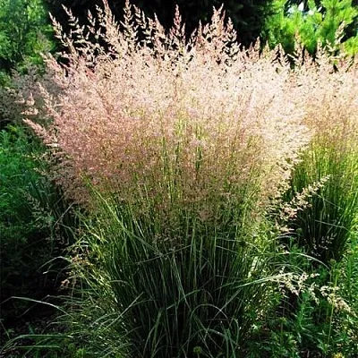 Молиния ФОНТЕЙН тростниковая  Молиния ФОНТЕЙН тростниковая в Красноярске