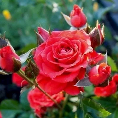 Саженцы роз МИДЖЕТ спрей  Саженцы роз МИДЖЕТ спрей в Красноярске