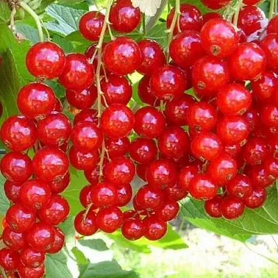 Смородина красная ФЕРТОДИ  Смородина красная ФЕРТОДИ в Красноярске