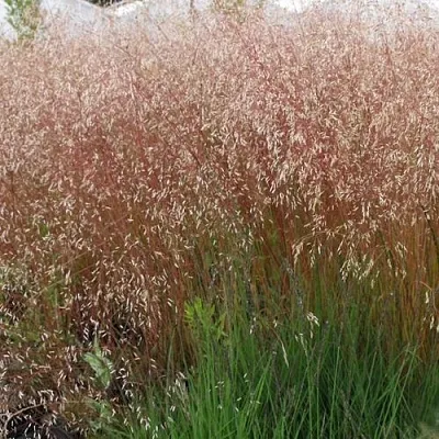 Щучка извилистая  Щучка извилистая в Красноярске