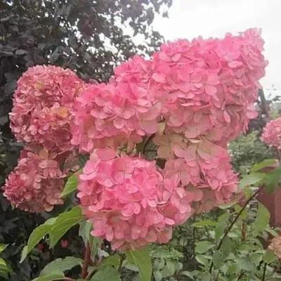 Гортензия АМАРИН метельчатая  Гортензия АМАРИН метельчатая в Красноярске