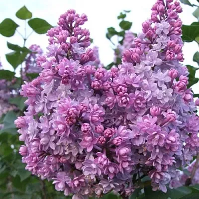 Сирень КОЛХОЗНИЦА  Сирень КОЛХОЗНИЦА в Красноярске