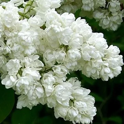 Сирень ПАМЯТЬ О КОЛЕСНИКОВЕ  Сирень ПАМЯТЬ О КОЛЕСНИКОВЕ в Красноярске