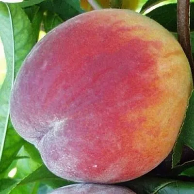 Персик ТОП СВИТ  Персик ТОП СВИТ в Красноярске