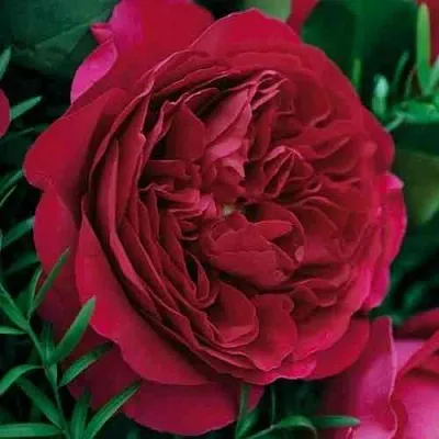 Саженцы роз КЕЙТ английская  Саженцы роз КЕЙТ английская в Красноярске